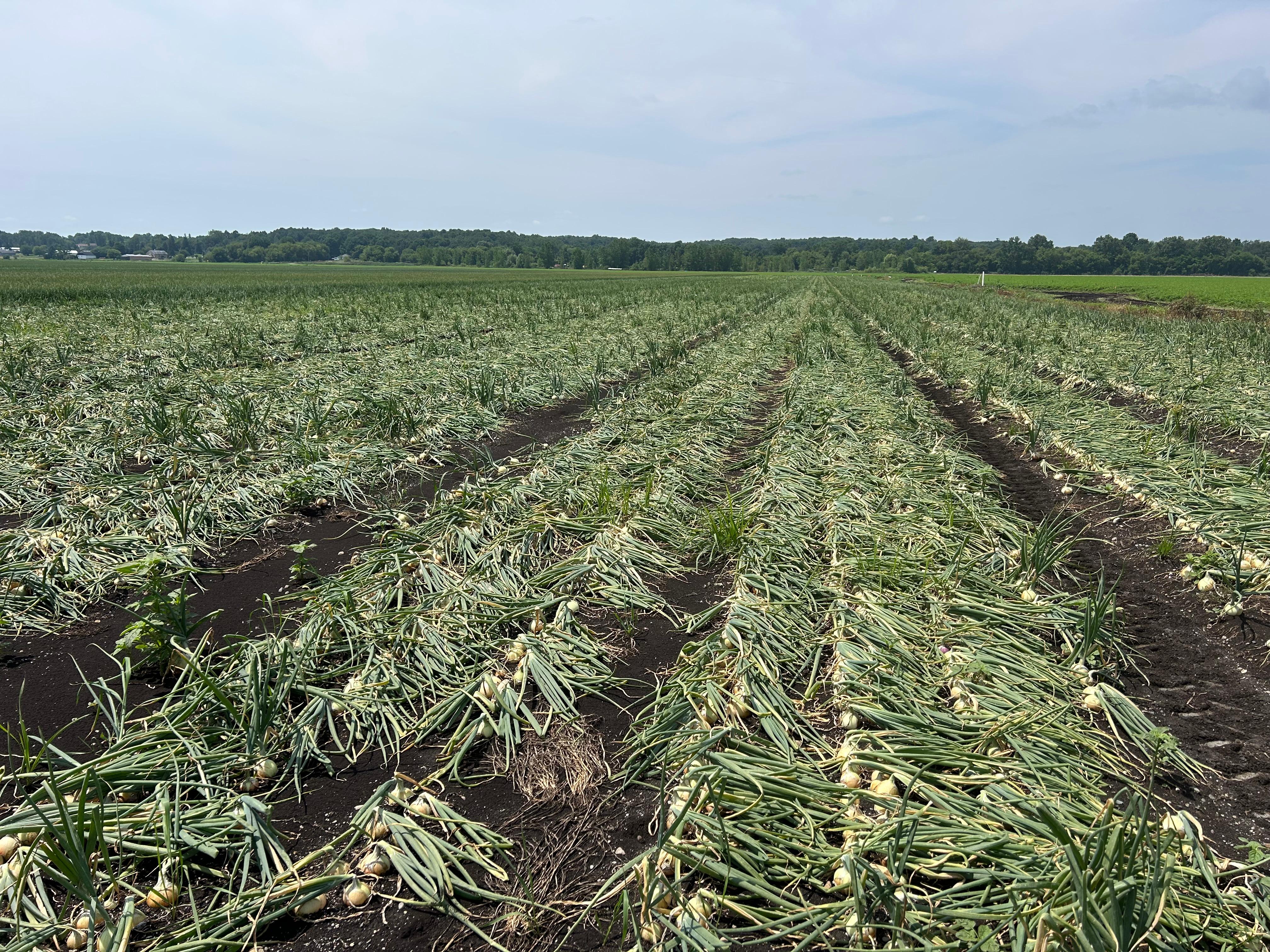 Wide view of an onion field where most of the onion tops have naturally lodged, indicating they are nearing maturity. The bulbs are visible on the soil surface in evenly spaced rows under a clear sky.